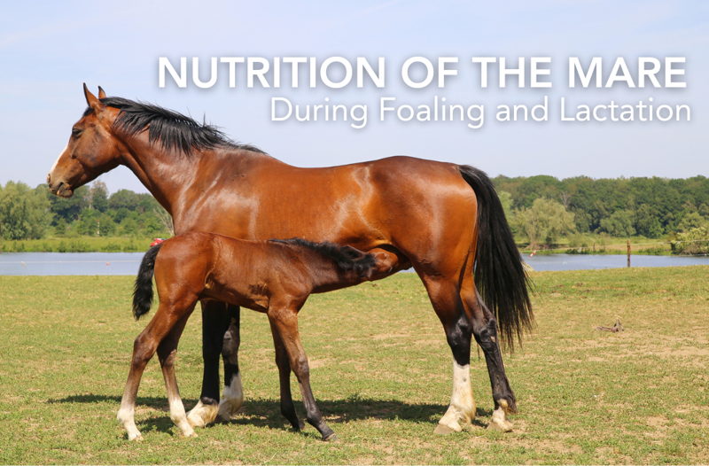 Nutrition of the Mare During Foaling and Lactation | Equine Science Matters™